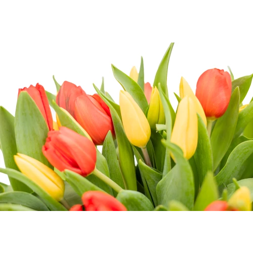 Kytice tulipánů